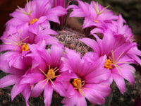 Mammillaria marnieriana